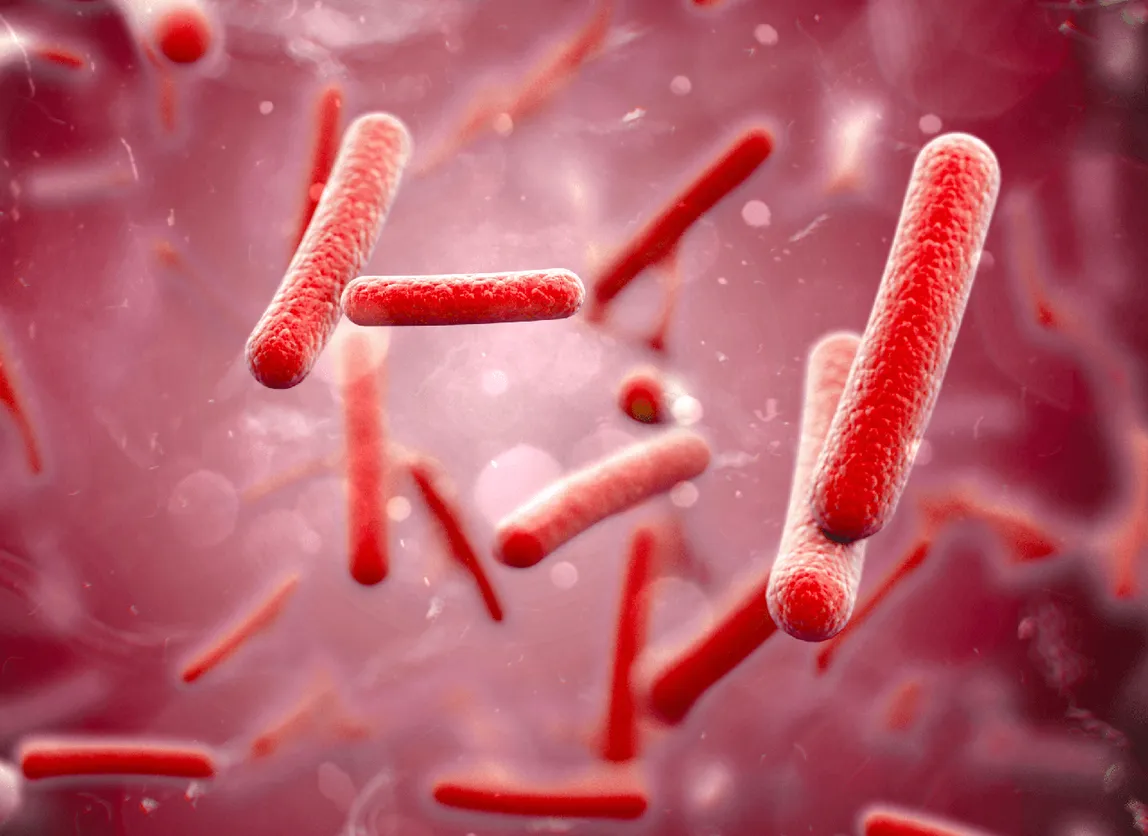Bifidobacterium lactis BL-04 bacteria illustration